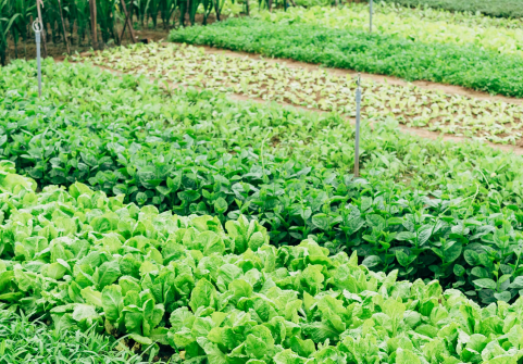 agroindustrial